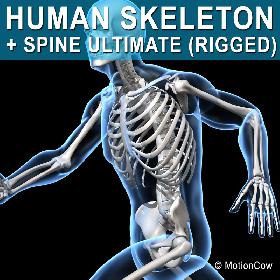 Human Skeleton  Rigged